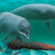 Artist’s depiction of Inermorostrum xenops, an extinct toothless dwarf dolphin species. (Robert W. Boessenecker)